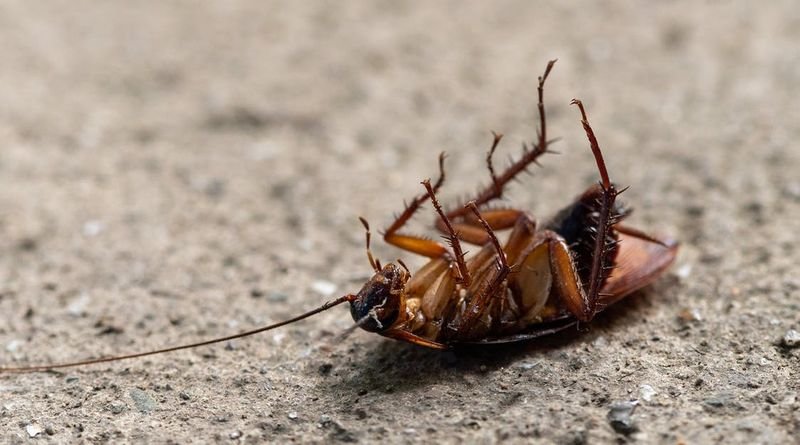 Why Do I Only Find Dead Cockroaches in My House? Here is Truth. - TheCheeryHome