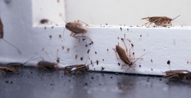 Health Risk of Dead Cockroaches in the House
