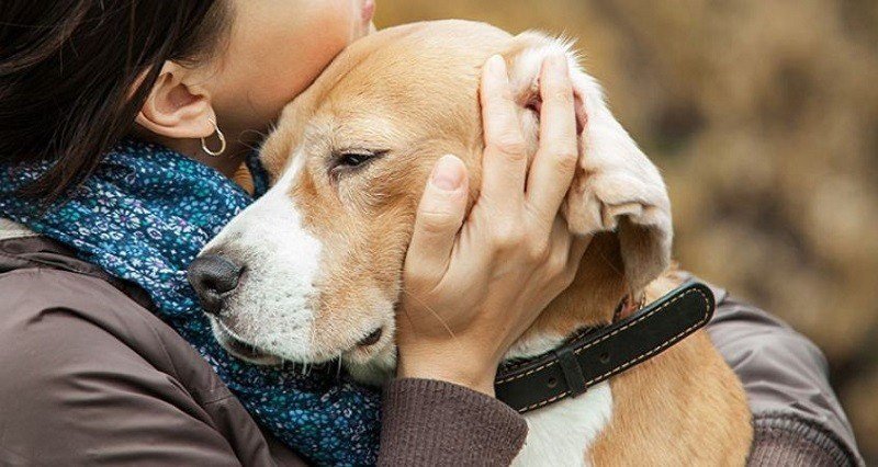 How to Euthanize a Dog at Home with Benadryl