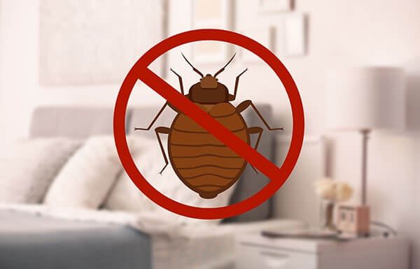 Benefits Of Hiring A Bed Bug Specialist
