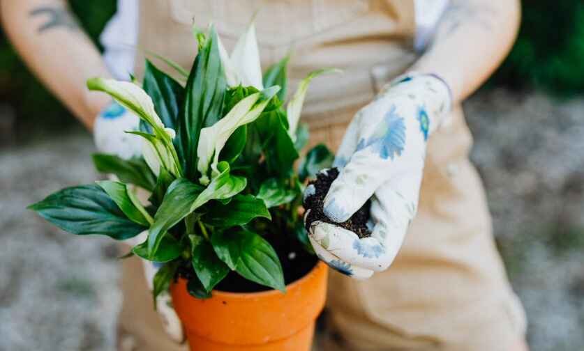 Easy-to-Care-For Houseplants for breathe