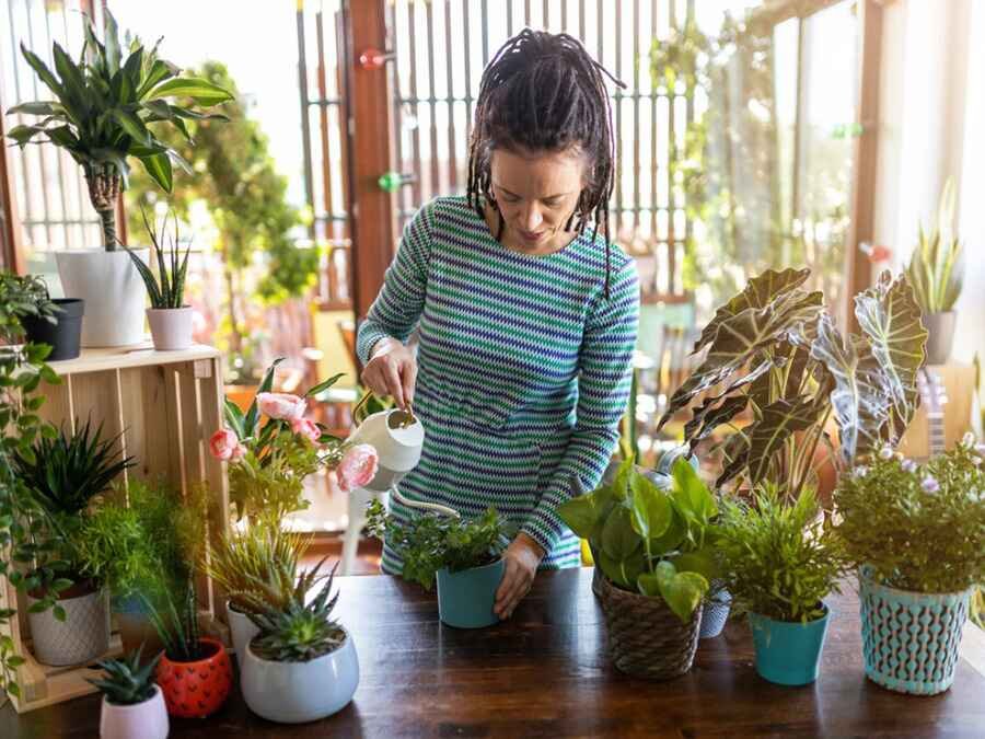 Best Types of Indoor House Plants for Your Home