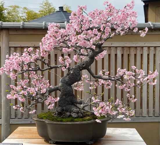 Smallest Cherry Blossom (Sakura) Bonsai Trees