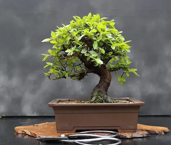 Chinese Elm Bonsai tree