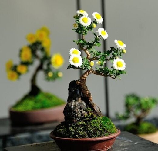 Smallest Daisy Bonsai Tree