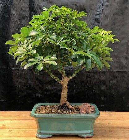 Small Hawaiian Umbrella Bonsai Tree