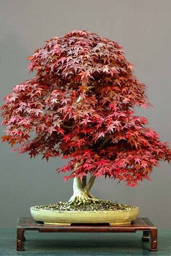Smallest Japanese Maple Bosnsai Tree