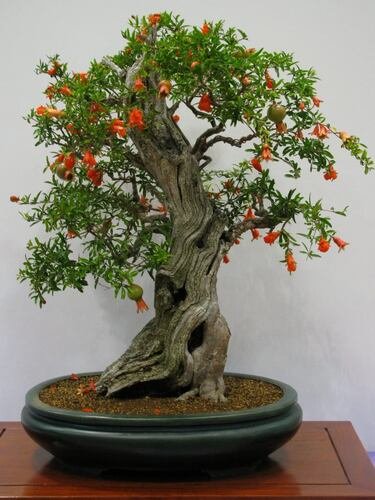 Smallest Pomegranate Bonsai Tree