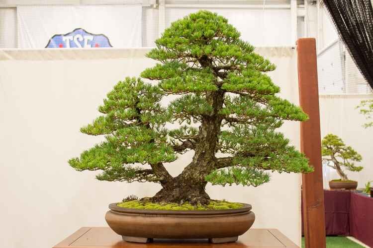Smallest Twin trunks Bonsai Tree