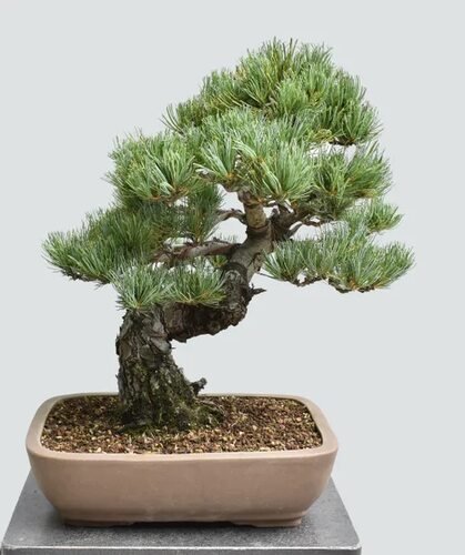 Smallest White Pine Bonsai Tree
