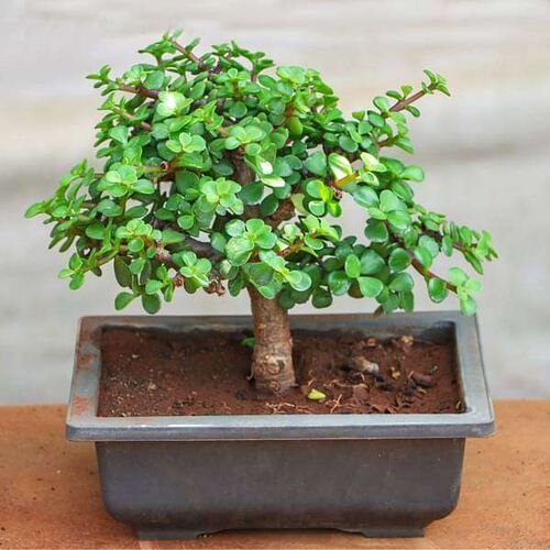 Smallest Jade Bonsai Tree