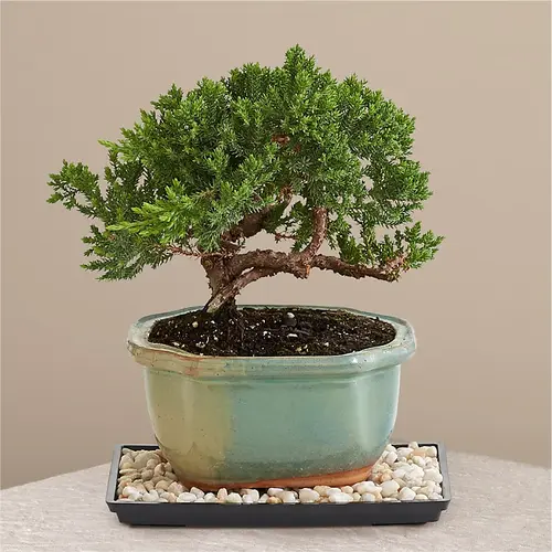 Smallest Juniper Bonsai Trees