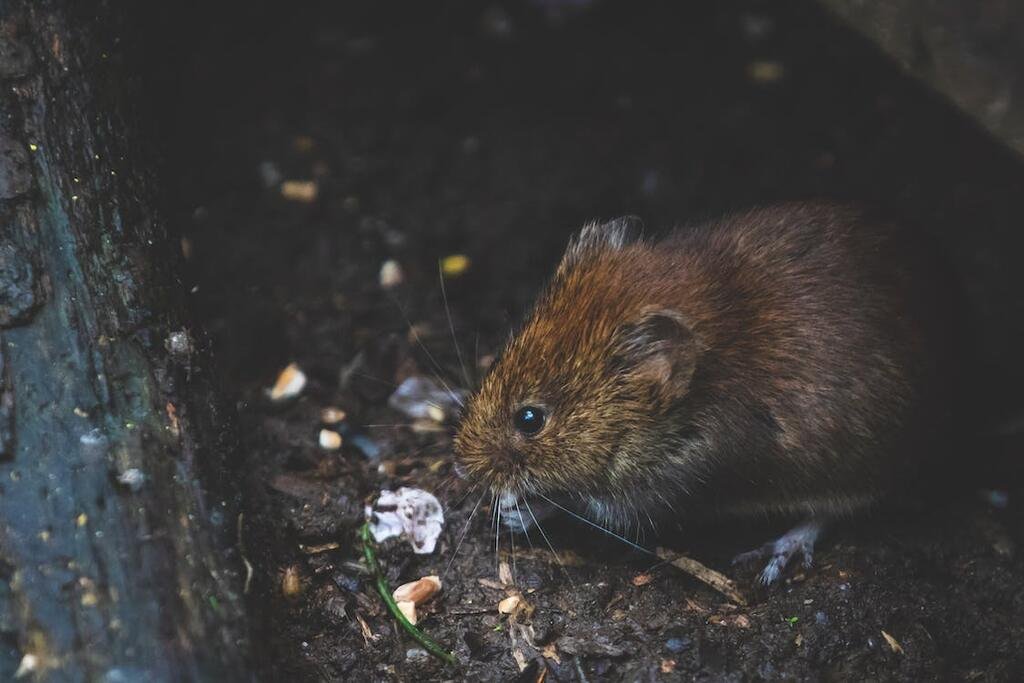 Tips for Preventing and Removing Pest and Rodent