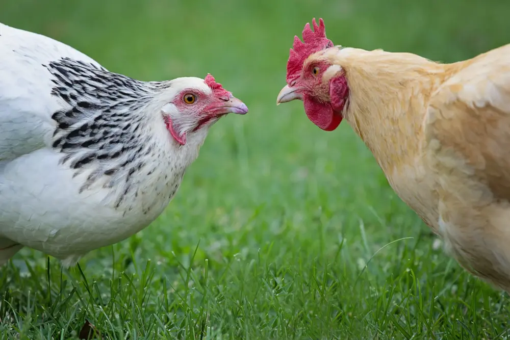 Chicken Bullying