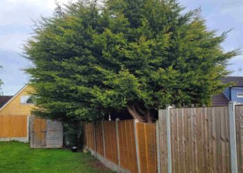 Neighbors Tree Branches in my Yard