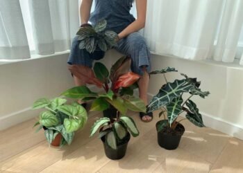 Moving Houseplants Outside