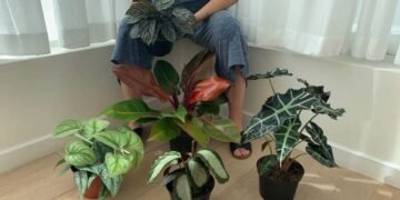 Moving Houseplants Outside