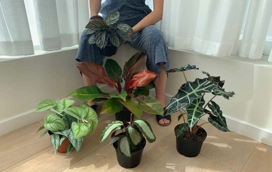 Moving Houseplants Outside