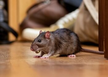 Pest Infestation Could Cost More