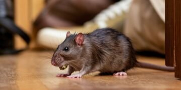 Pest Infestation Could Cost More