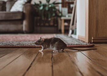 Rodent Infestation Almost Took Over