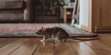 Rodent Infestation Almost Took Over