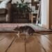 Rodent Infestation Almost Took Over