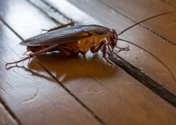 Cockroach crawling