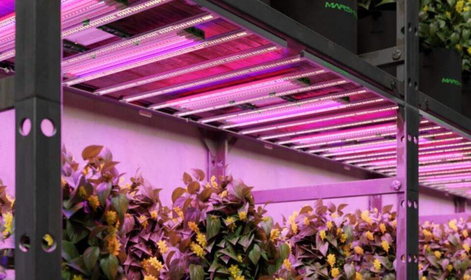 Supplemental Grow Light