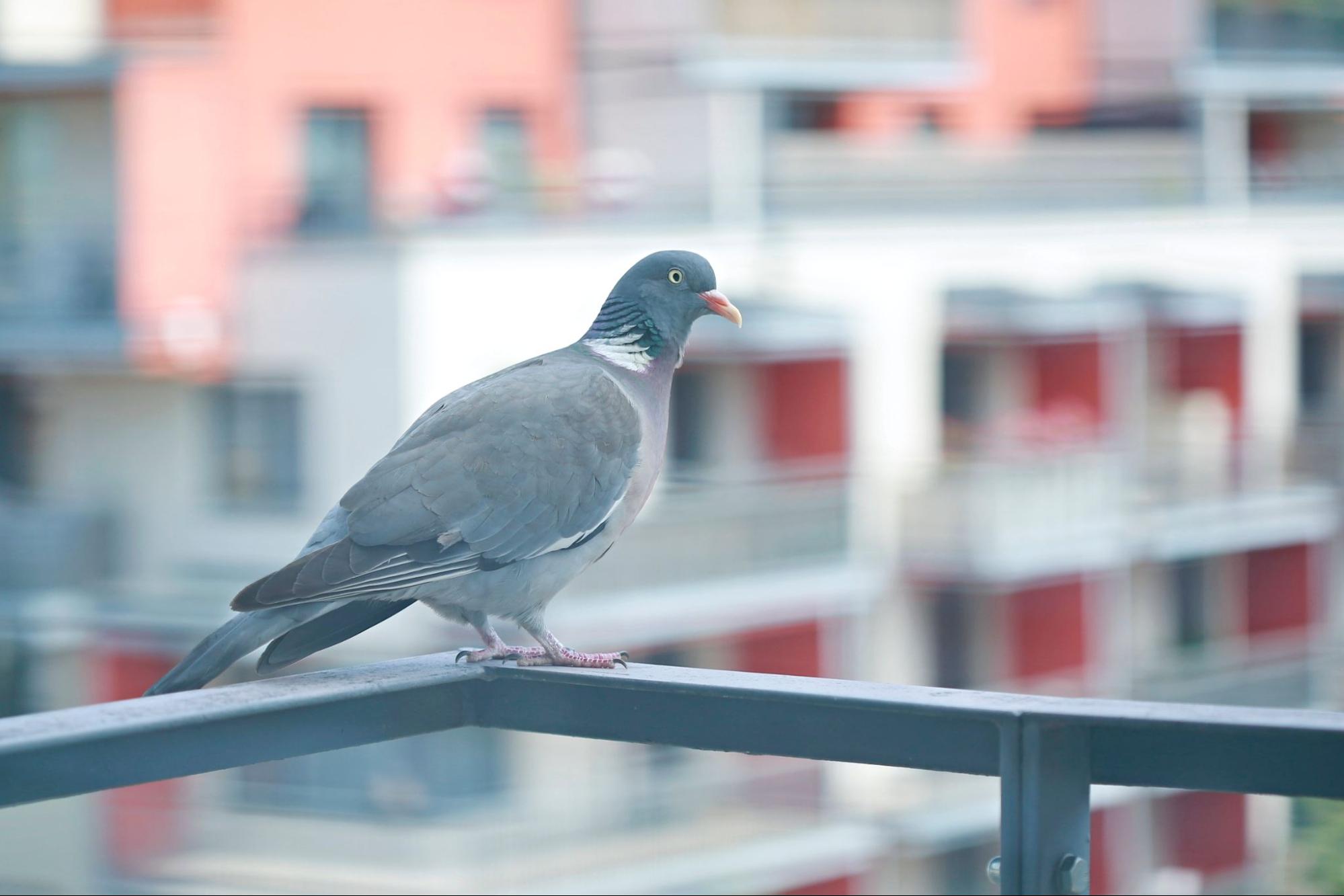 A pigeon sitting on a railing, observing its surroundings in an urban setting.